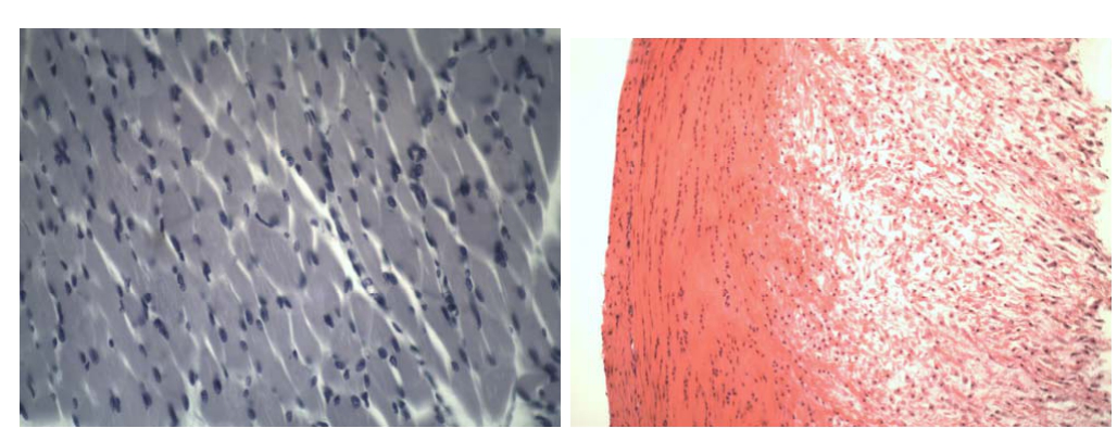 Wondcon BS-2030 system Biological Microscope BS-2030B